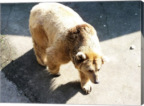 Brown Bear