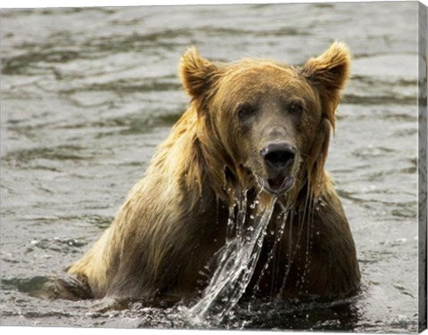 Brown Bear Fishing