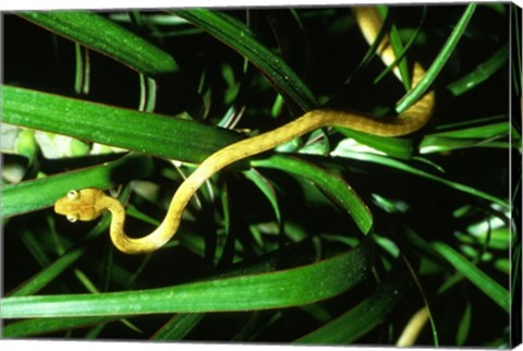 Brown Tree Snake