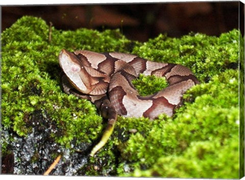 Juvenile Copperhead Snake