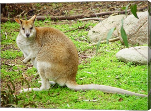 Kangaroo Outdoors