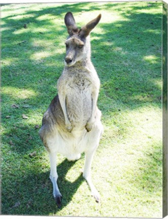 Kangaroo In Field