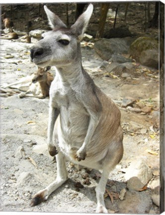 Kangaroo at the Zoo