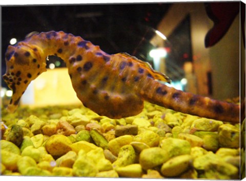 Hippocampus Abdominalis Aquarium Finisterrae