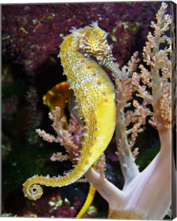 Hippocampus Barbouri