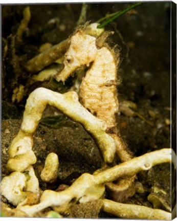Hippocampus Kuda (Estuary Seahorse)
