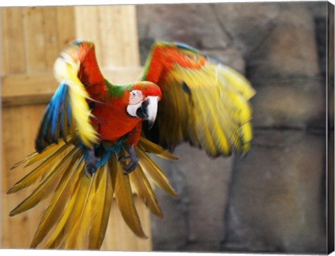 Hybrid Macaw Flying Flamingo Land