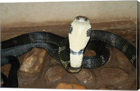 King Cobra