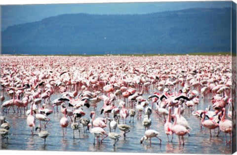 Large Number of Flamingos at Lake Nakuru