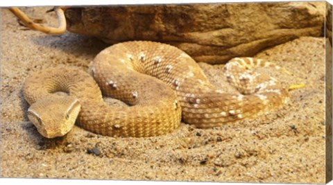 Leaf Nosed Viper