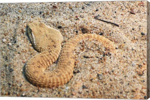 Leaf Nosed Viper In Sand I