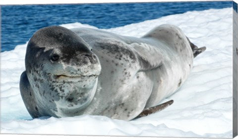 Leopard Seals In Antarctica