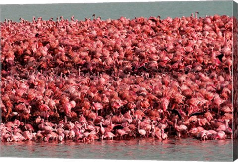 Lesser Flamingos, Kamfersdam Breeding Island, 2006
