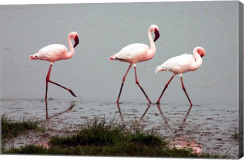 Lesser Flamingos