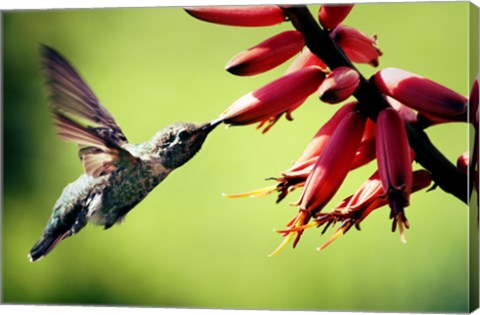 Hummingbird Canon