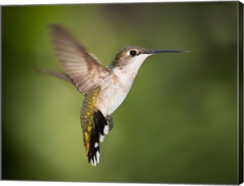 Hummingbird Texas