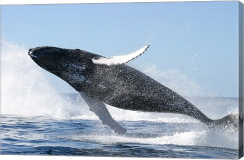 Humpback Whale Jumping