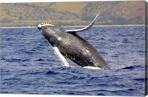 Humpback Whale Leaping