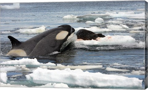 Killer Whale Type B