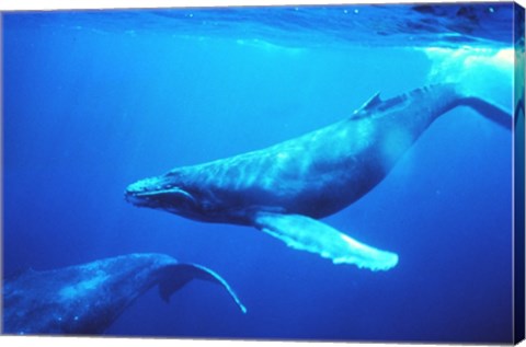 Humpback whales in the singing position