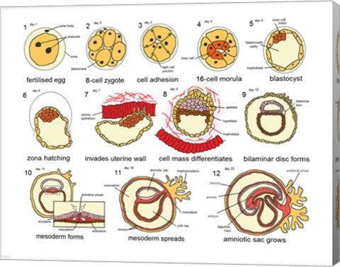 Human Embryogenesis