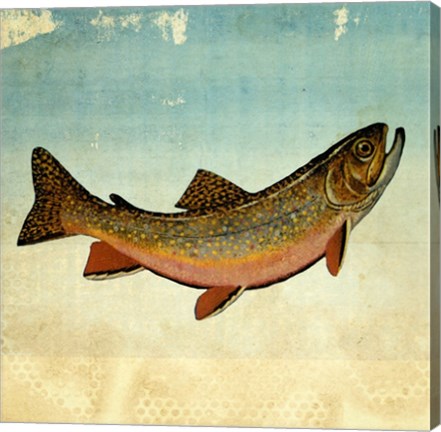 Brown Trout I