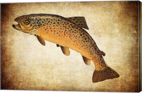 Brown Trout II