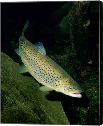Brown Trout Underwater