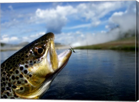 Brown Trout and Soft Hackle Nymph