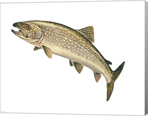 Lake Trout
