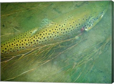 Madison River Brown Trout
