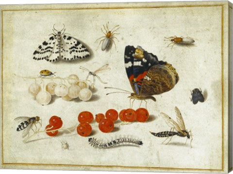 Butterflies, Insects, and Currants by Jan van Kessel