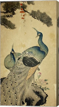 Korean Peacocks
