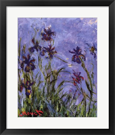 Iris by Claude Monet