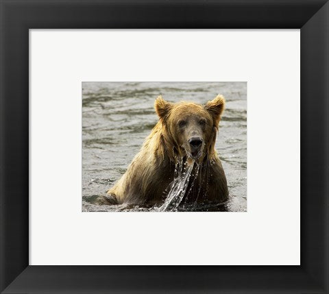 Brown Bear Fishing