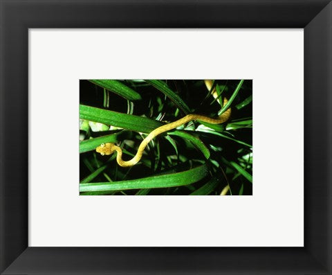 Brown Tree Snake