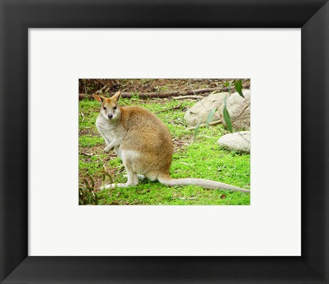 Kangaroo Outdoors