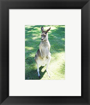 Kangaroo In Field