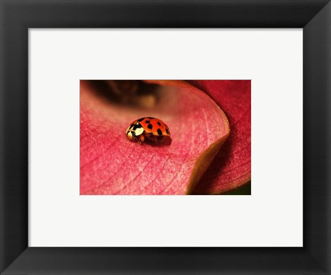 Ladybug On Leaves