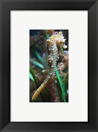 Hippocampe de Mareis