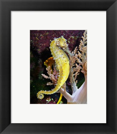 Hippocampus Barbouri