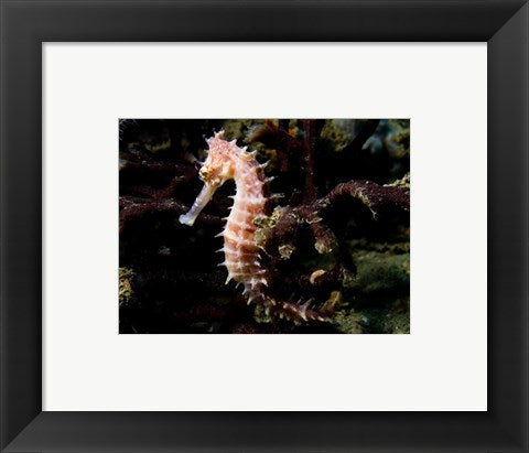 Hippocampus Histrix (Beige Thorny Seahose)