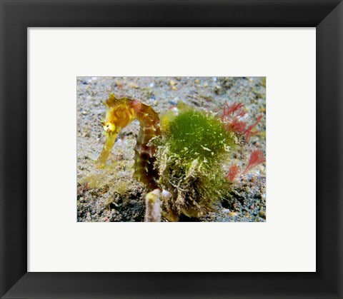 Hippocampus Histrix (Juvenile Thorny Seahorse)