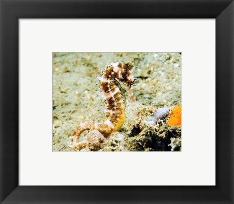 Hippocampus Histrix (Thorny seahorse)