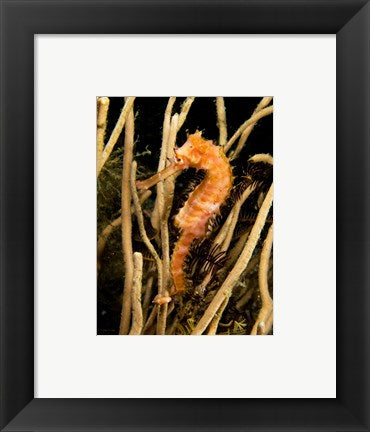 Hippocampus Hystrix (Spiny Seahorse)