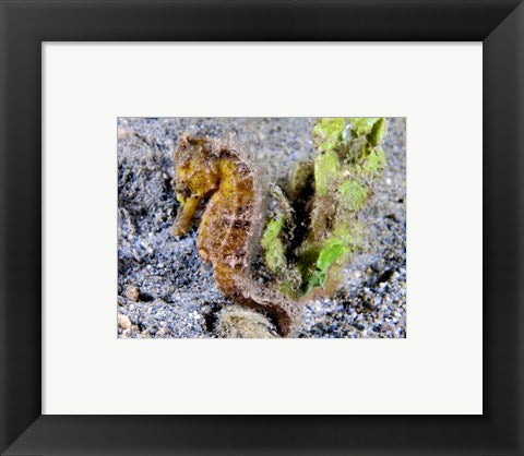 Hippocampus Kuda (Yellow Estuary Seahorse)