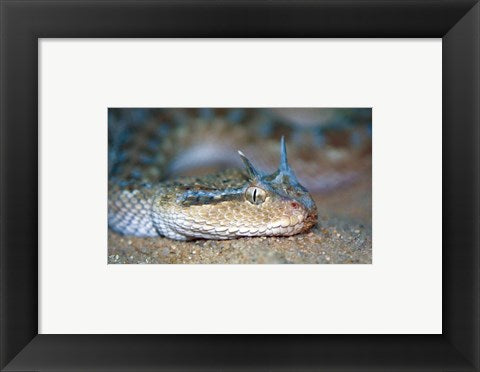Horned Viper