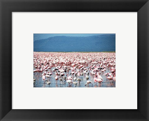 Large Number of Flamingos at Lake Nakuru