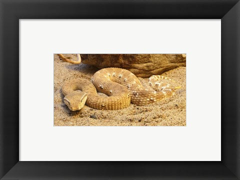 Leaf Nosed Viper