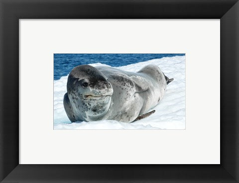 Leopard Seals In Antarctica